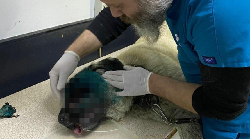 Muğla'da korkunç olay! Köpeği av tüfeğiyle vurup, kör ettiler