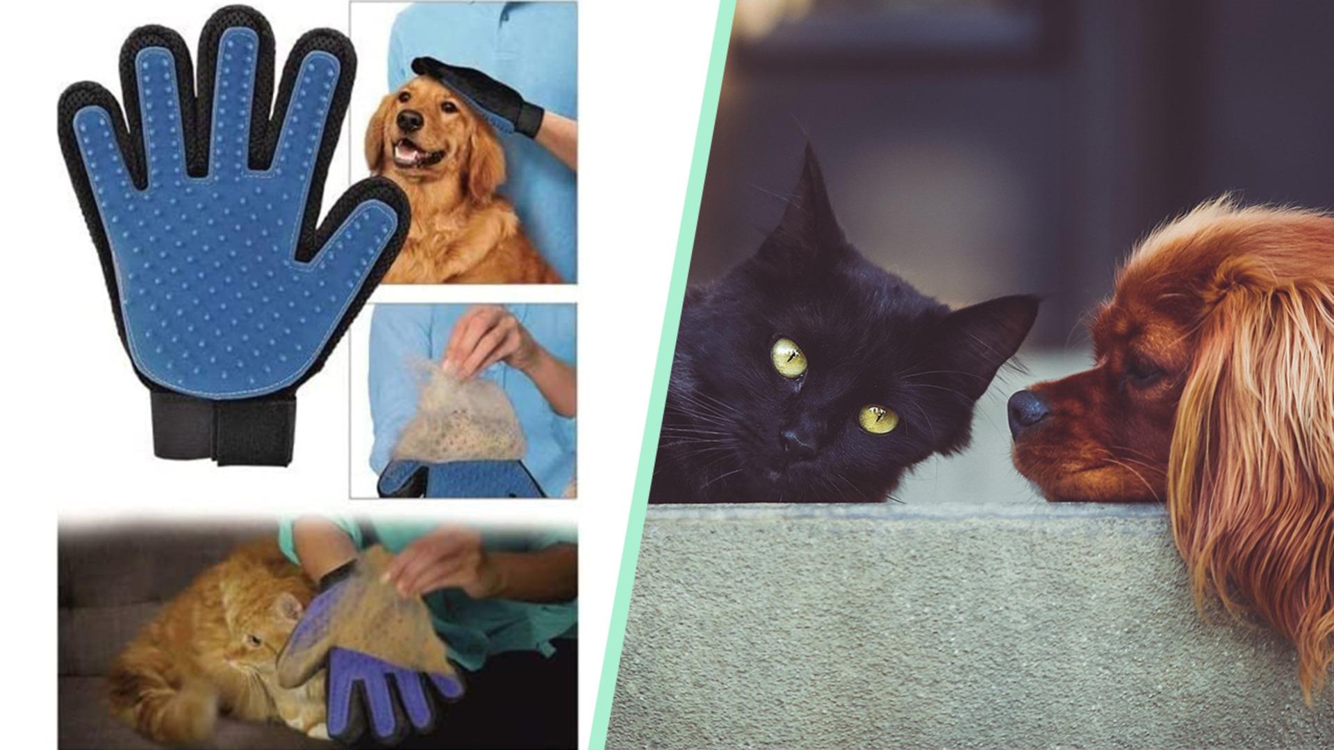 Evini patili dostlarıyla paylaşanların bilmesi gereken tüy bakımı ipuçları ve ürün önerileri