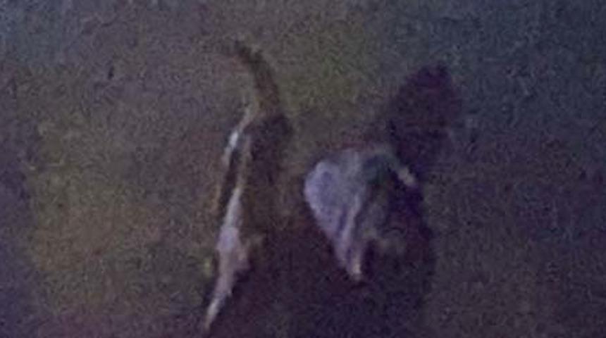 Gaziantep'te bir köpek saldırısı daha! Kağıt toplayıcısı kadın dehşeti yaşadı