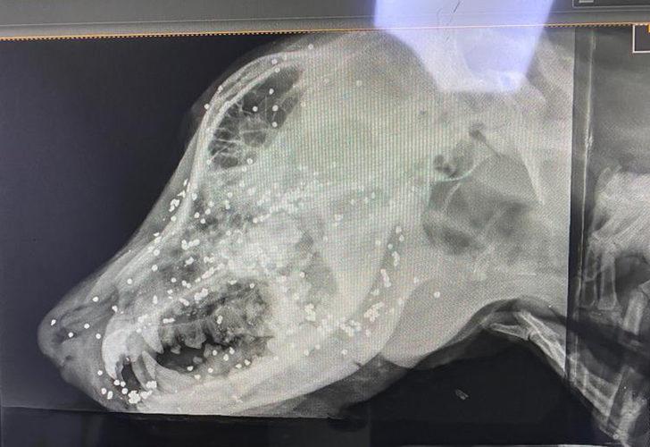Görenler gözlerine inanamadı! Köpeğin yüzünden 90 adet saçma çıktı