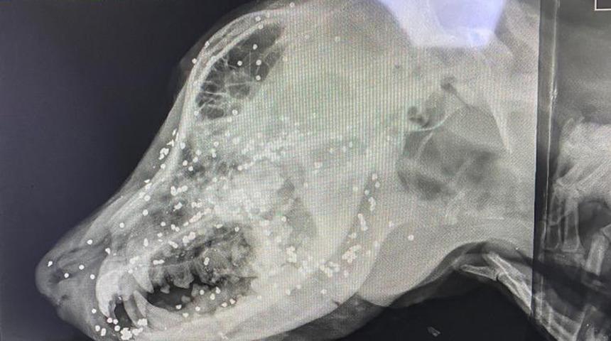 Görenler gözlerine inanamadı! Köpeğin yüzünden 90 adet saçma çıktı