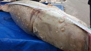 Gören şaşkına döndü! 70 kilogram ağırlığında ve boyu 1 metre 64 santim