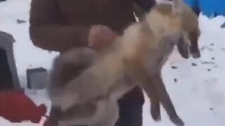 Ardahan'da tilkiye işkence! Görüntüler sosyal medyada büyük tepki çekti, Valilikten açıklama geldi