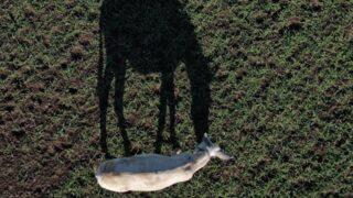 Dost'a dost eli değdi! Mardin'de çöp taşıyan eşek Bursa'da emekli oldu... ''Ömrünün sonuna kadar''