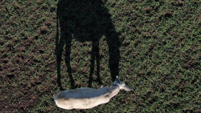Dost'a dost eli değdi! Mardin'de çöp taşıyan eşek Bursa'da emekli oldu... ''Ömrünün sonuna kadar''