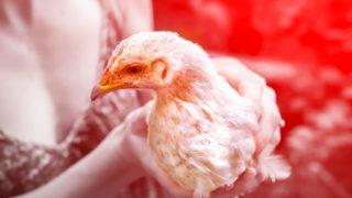 Koronavirüs, Omicron derken şimdi de kuş gribi dalgası! ''İnsanlara bulaşma riski çok yüksek''