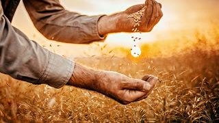 TMO’dan ekmek zammına karşı hamle! Eski fiyattan satacak