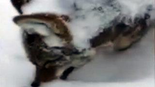 Yiyecek arayan kurt ayakta dondu!