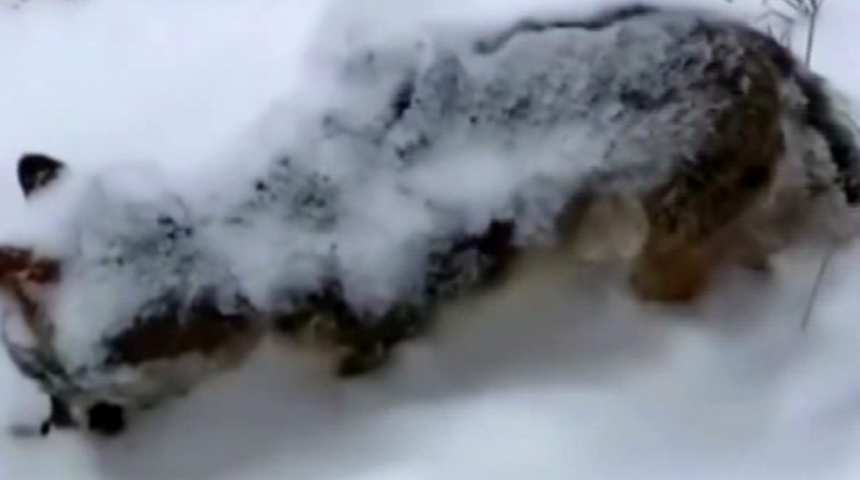 Erzurum'da yürek burkan görüntü! Kurt, karlar üzerinde donarak can verdi