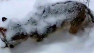 Erzurum'da yürek burkan görüntü! Kurt, karlar üzerinde donarak can verdi
