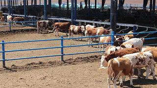 Tarım ve Orman Bakanlığı onayladı! GDO'lu ürünler hayvan yemlerinde kullanılacak