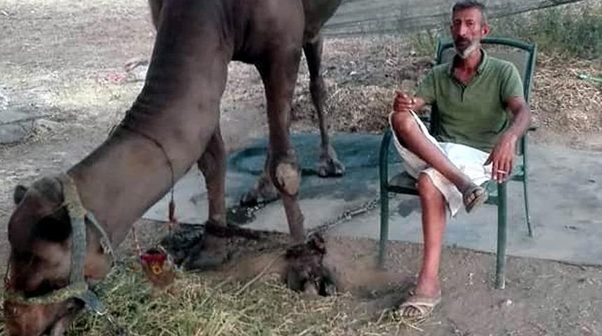 Devenin ısırdığı 48 yaşındaki adam öldü! Zafer Meral kanlar içinde bulundu, sağ kolu feci şekilde ezilmiş