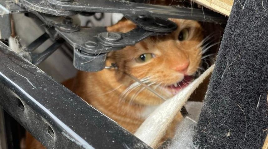 Kimse onu bulamadı! Gizlediği yerden &ccedil;ıkmayınca hayır kurumuna bağışlandı