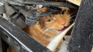 Kimse onu bulamadı! Gizlediği yerden çıkmayınca hayır kurumuna bağışlandı