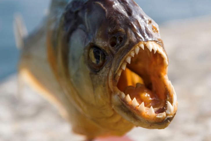 Paraguay'da Pirana Sald�r�lar� �o�al�yor