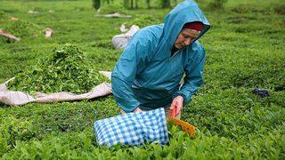 Çaykur 2022 işçi alımı ne zaman? Nasıl başvurulur? İşte detaylar