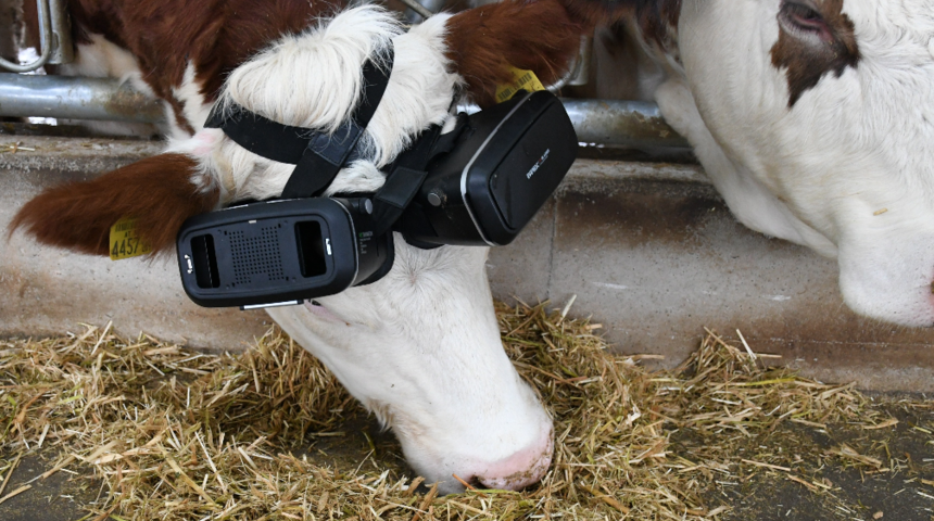 Aksaraylı çiftçi ineklerini İngiliz ve Rus inekleri gibi yetiştiriyor: Sütleri arttı!