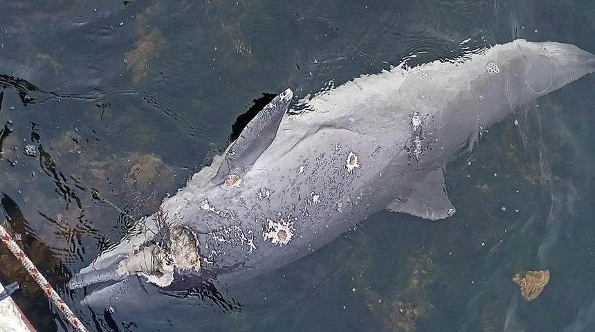 Vahşet! Yunusu kurşunlayarak öldürdüler 