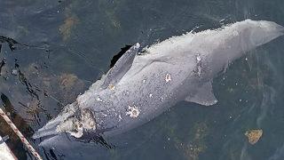 Vahşet! Yunusu kurşunlayarak öldürdüler 