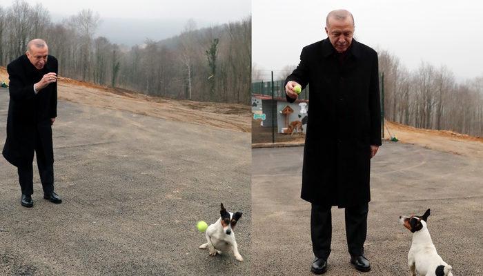 Cumhurbaşkanı Erdoğan'dan hayvan barınağına ziyaret! Maylo ile oynadı