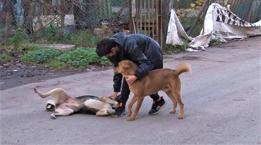 Kaybolan Labrador cinsi köpeği bulana 2 bin 500 lira ödül!