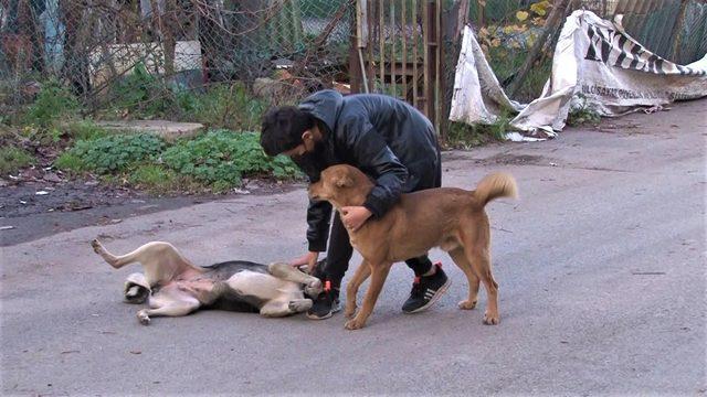Kaybolan Labrador cinsi köpeği bulana 2 bin 500 lira ödül!
