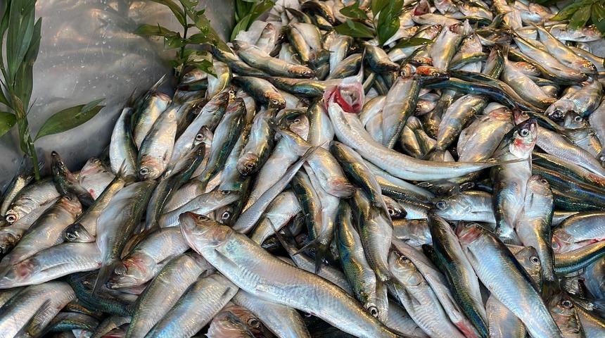 "Mangal söndüren" tırsi balığı tezgahlarda! Pek bilinmiyor ama istavritin arasına karışıyor