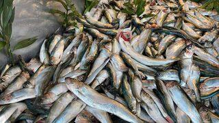 Mangal söndüren tırsi balığı tezgahlarda! Pek bilinmiyor ama istavritin arasına karışıyor