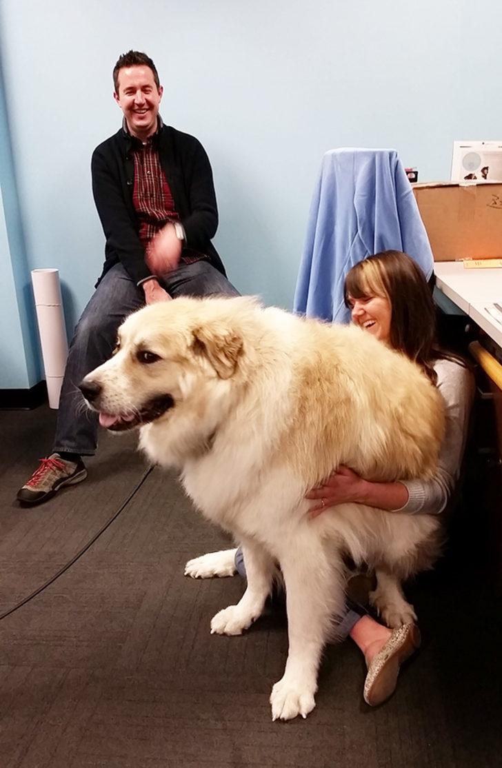 O dünyadaki en büyük tavşan kimmiş Tavşan devleri: fazla köpek O dünyadaki en büyük tavşan kimmiş Tavşan devleri: fazla köpek