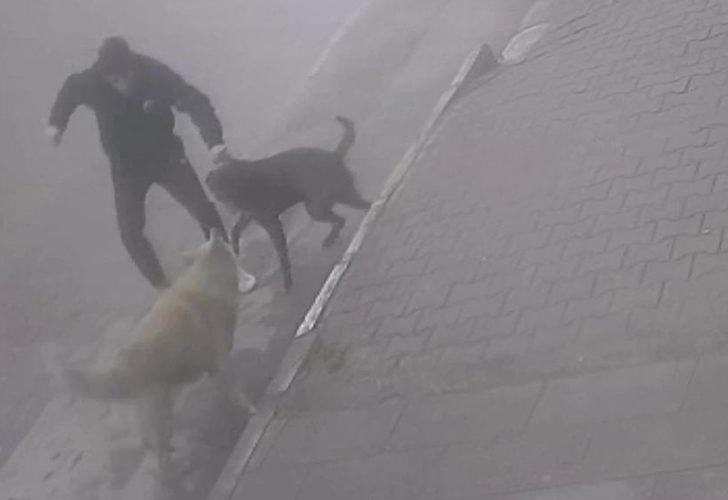 Sokak ortasında dehşet! Köpeğine saldıran sokak köpeğini bıçakladı