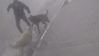 Sokak ortasında dehşet! Köpeğine saldıran sokak köpeğini bıçakladı