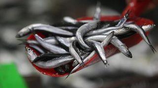 Bir stokçuluk da balıkta! Hamsi 60 lira oldu! Pazara ürün vermiyorlar