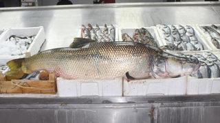 Gören şaşkına döndü! 1 metre 20 santim uzunluğunda, 30 kilo ağırlığında