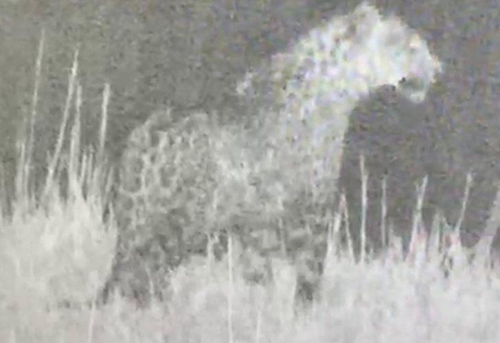 Nesli tükenme tehlikesi altında! Iğdır'da yine leopar görüldü