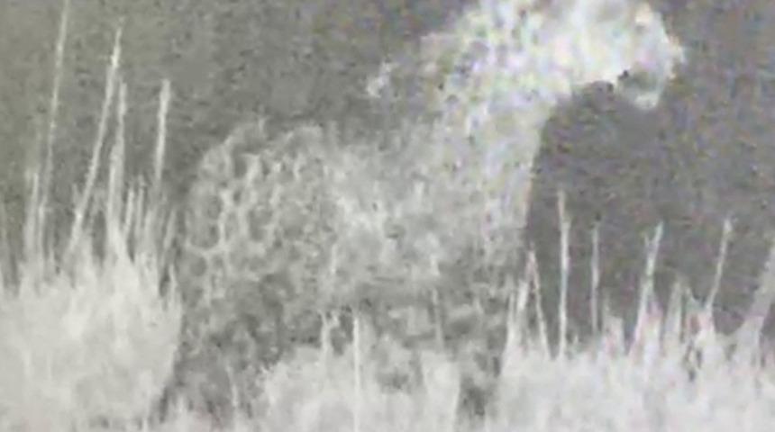 Nesli tükenme tehlikesi altında! Iğdır'da yine leopar görüldü