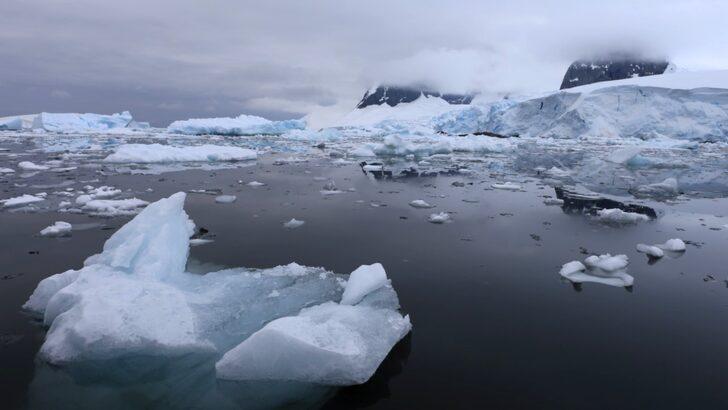 Antarktika'ya gemilerle ulaşan istilacı türler deniz ekosistemini tehdit ediyor