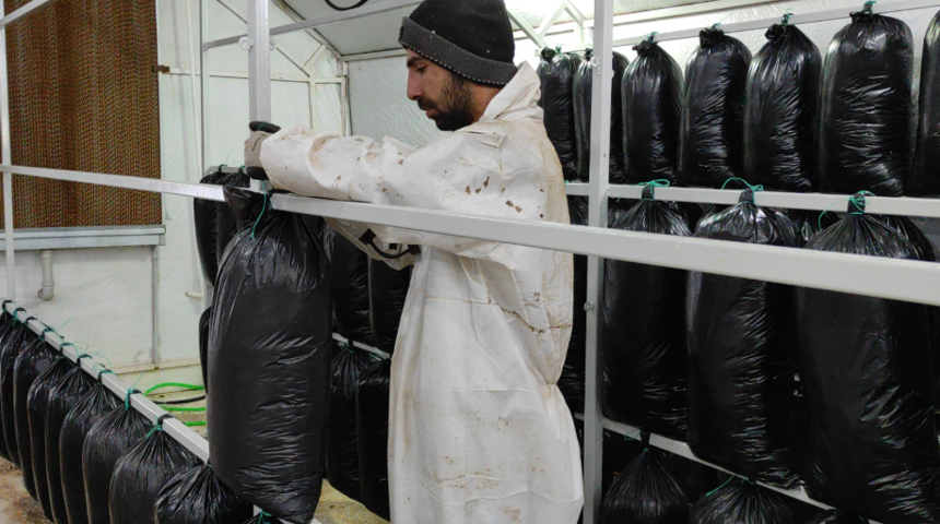 Tadını bile bilmiyor! İstiridye mantarından yılda 600 bin lira kazandı