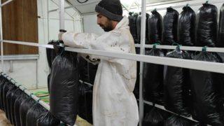 Tadını bile bilmiyor! İstiridye mantarından yılda 600 bin lira kazandı