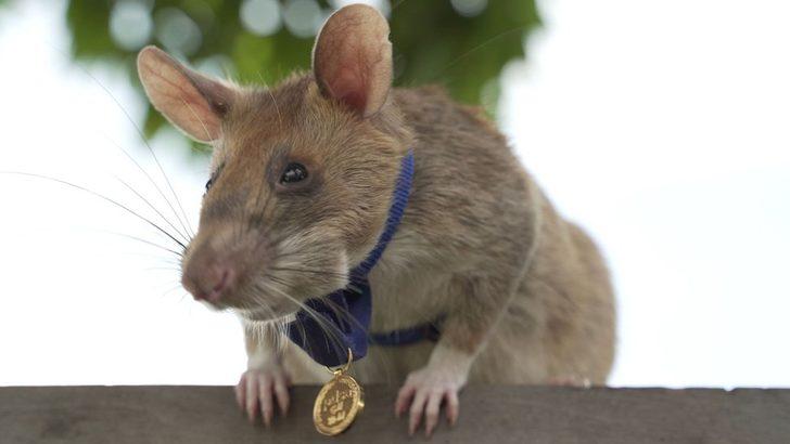 Koklayarak mayın bulan madalyalı sıçan Magawa'nın 8 yaşında öldüğü açıklandı