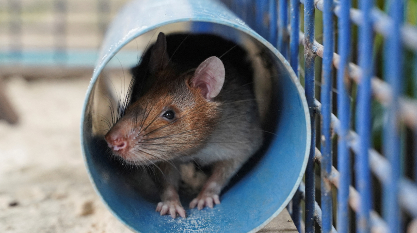 8 yaşındaydı! Mayınları koklayan 'kahraman fare' Magawa &ouml;ld&uuml;