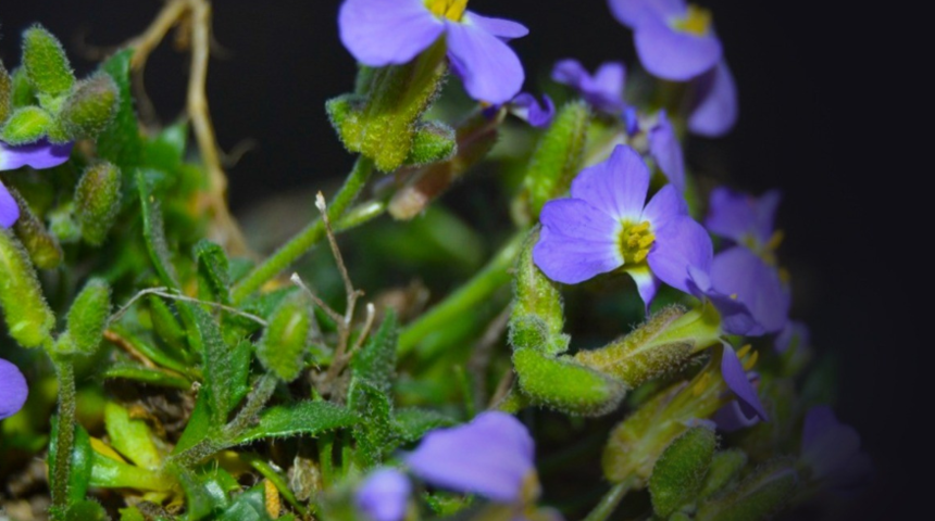 Dünyada ilk kez Bolu'da görüldü! Yeni bir endemik bitki türü keşfedildi