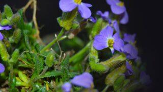 Dünyada ilk kez Bolu'da görüldü! Yeni bir endemik bitki türü keşfedildi
