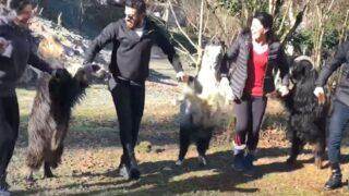 Bu görüntüler sosyal medyada gündem oldu! Artvin'de, keçilere 'dik oyna' komutu verip horon oynattılar 