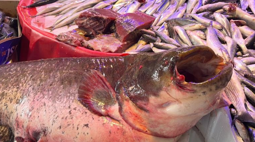 Kızılırmak'ta tutuldu, Eskişehir'de tezgaha düştü! 70 liradan satışa çıkardı