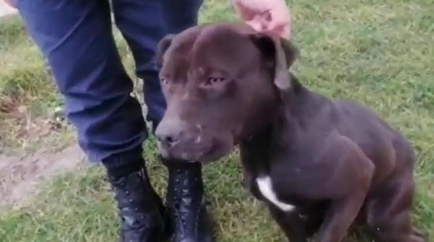 Bu kez tehlike köylerde! O tarihe günler kala yasak ırklı köpekler bir bir terk ediliyor