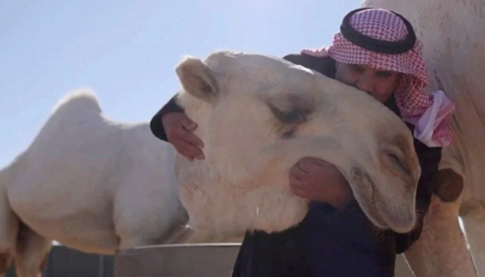 Dünyanın ilk 5 yıldızlı deve oteli açıldı! Geceliği tam 107 dolar