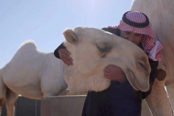 Dünyanın ilk 5 yıldızlı deve oteli açıldı! Geceliği tam 107 dolar 