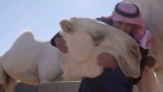 Dünyanın ilk 5 yıldızlı deve oteli açıldı! Geceliği tam 107 dolar 