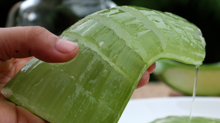 Antalya'daki tarlasında &uuml;retmeye başladı, 20 milyon kazan&ccedil; bekliyor! ''Emek harcamadan s&uuml;rekli kazan&ccedil;''