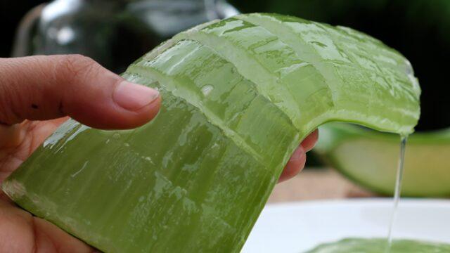 Antalya'daki tarlasında üretmeye başladı, 20 milyon kazanç bekliyor! ''Emek harcamadan sürekli kazanç''